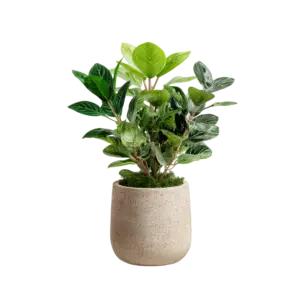 Ficus Triangularis