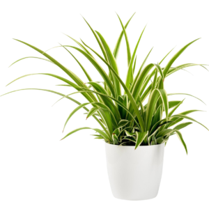 spider plnt with pot
