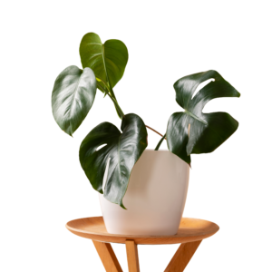 Monstera Plant