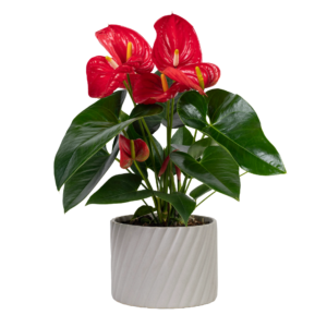 Red anthurium plant in a gray pot