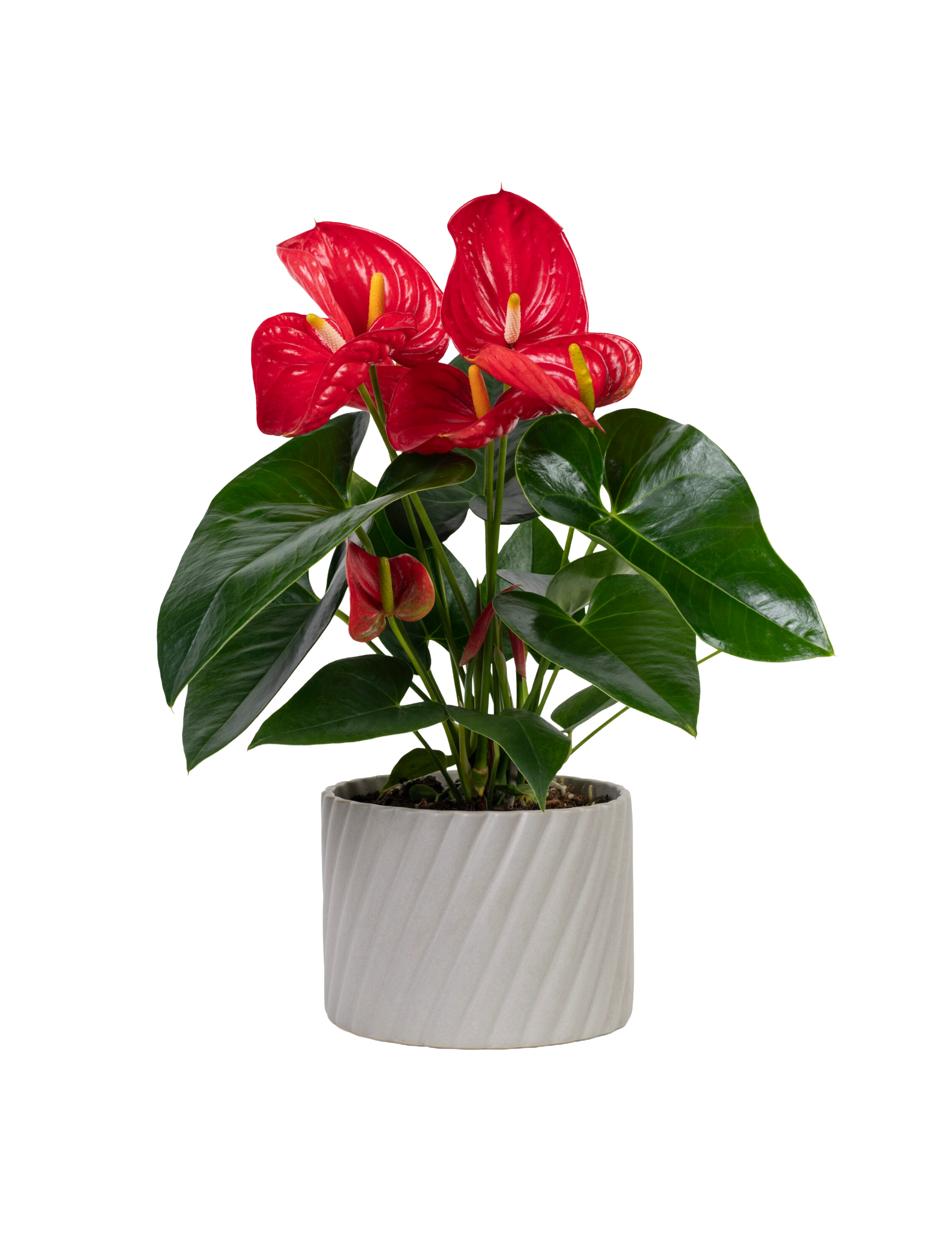 Red anthurium plant in a gray pot