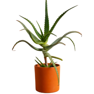 Alovera