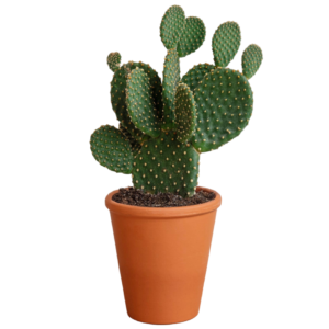 bunny cactus