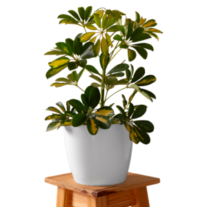 Umbrella Plant