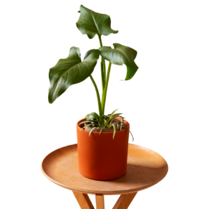 Emerald-Alocasia