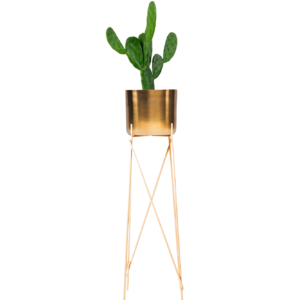 cactus-houseplant-brass-plant-pot