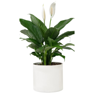 peace lily