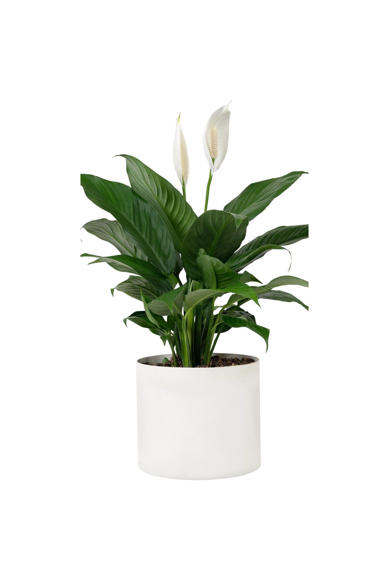 peace lily