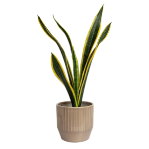 ceramic lined