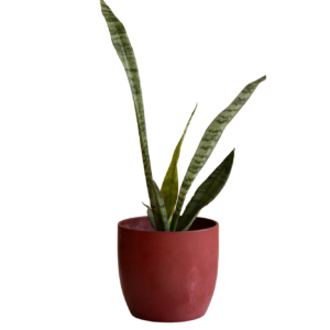 ceramic red matt pot