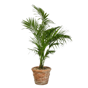 kentia palm in brown pot