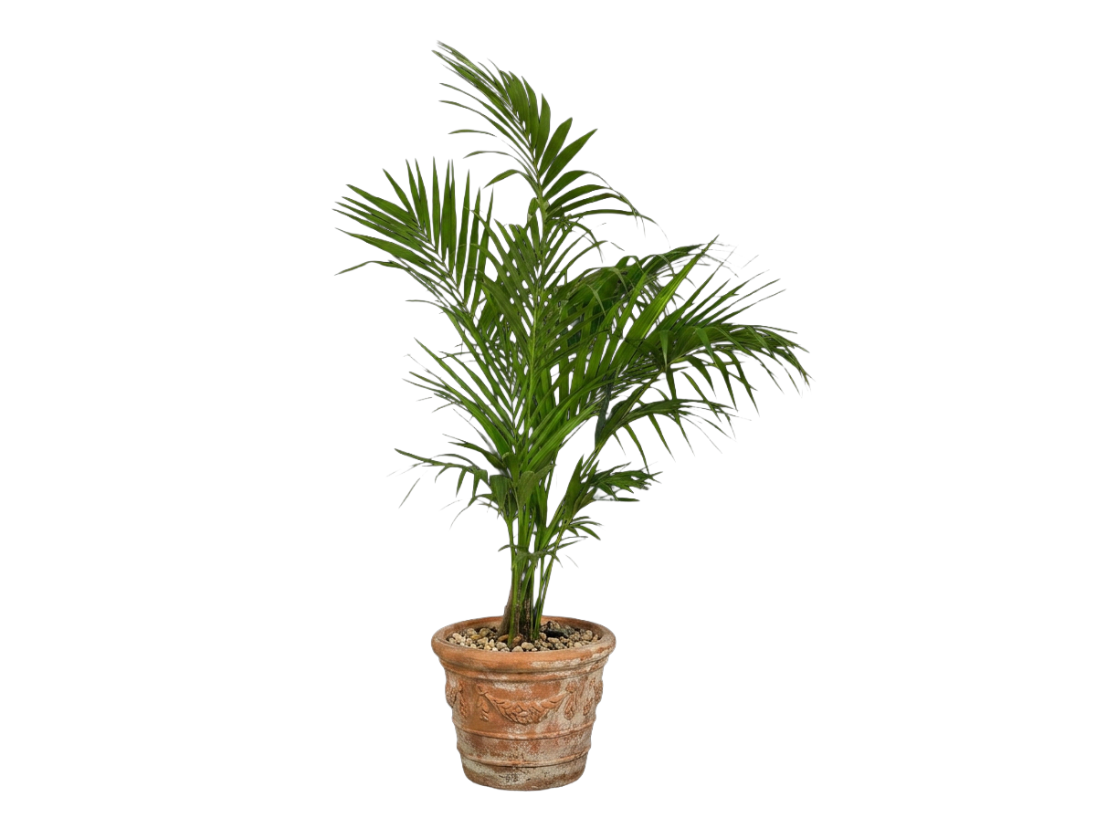 kentia palm in brown pot