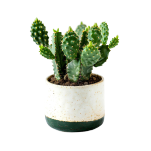 barrel catus pot