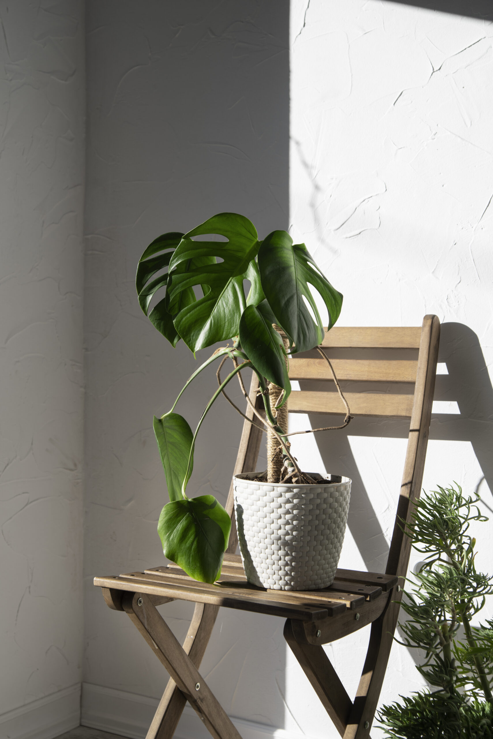 plant placed directly in the sun