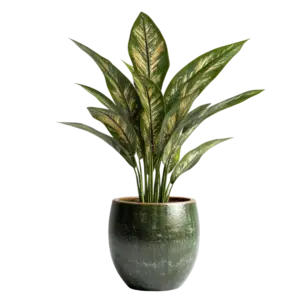 dieffenbachia-variegated-gold-green