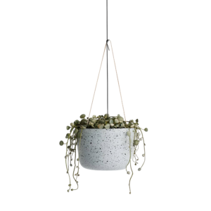 hanging little
