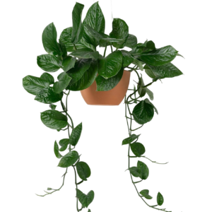 hanging pothos brown