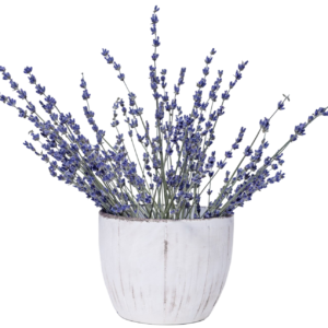 lavender plant with pot