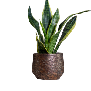 metalic sppecial pot