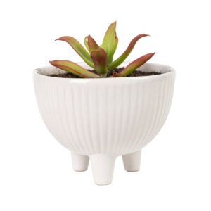 mini white pot with