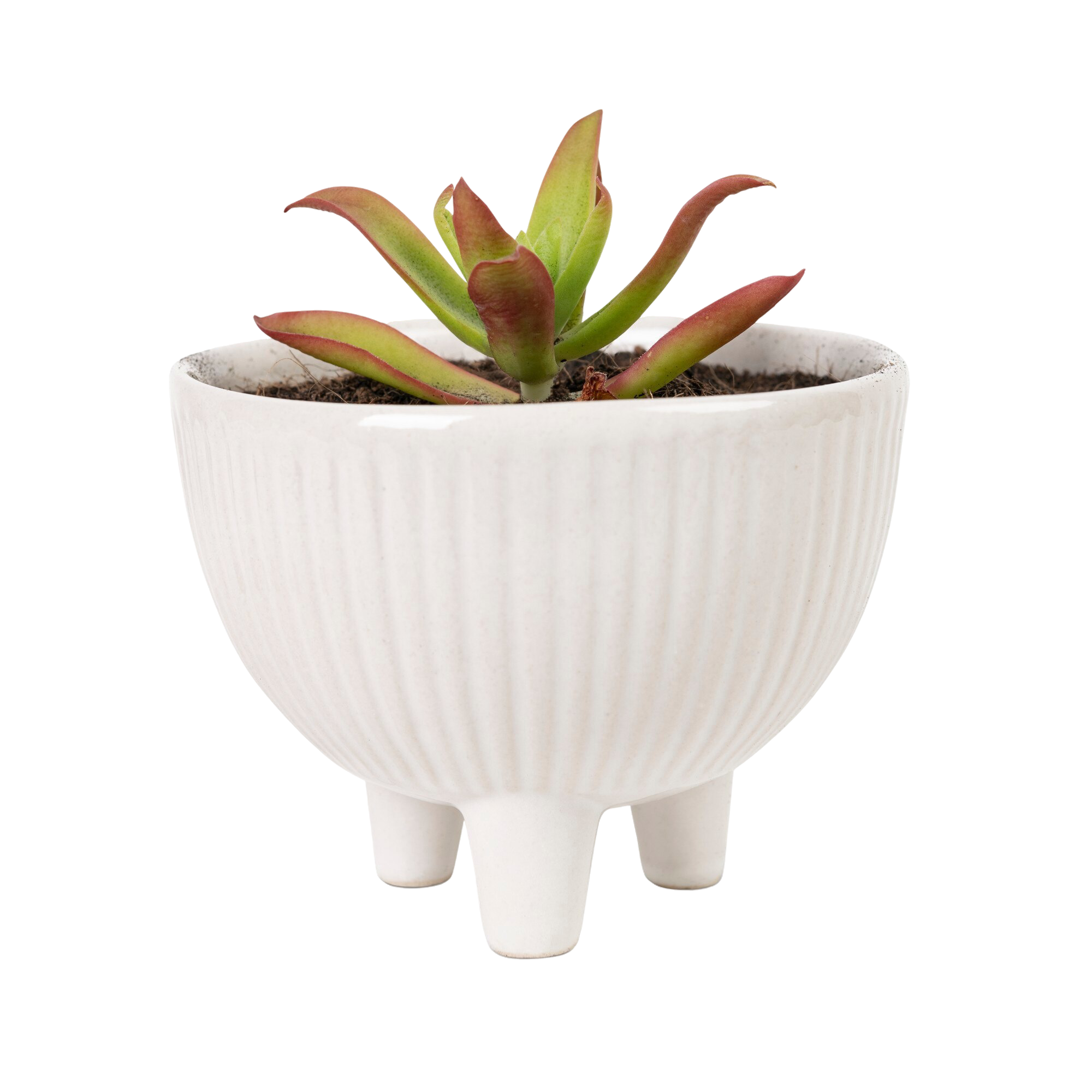 mini white pot with