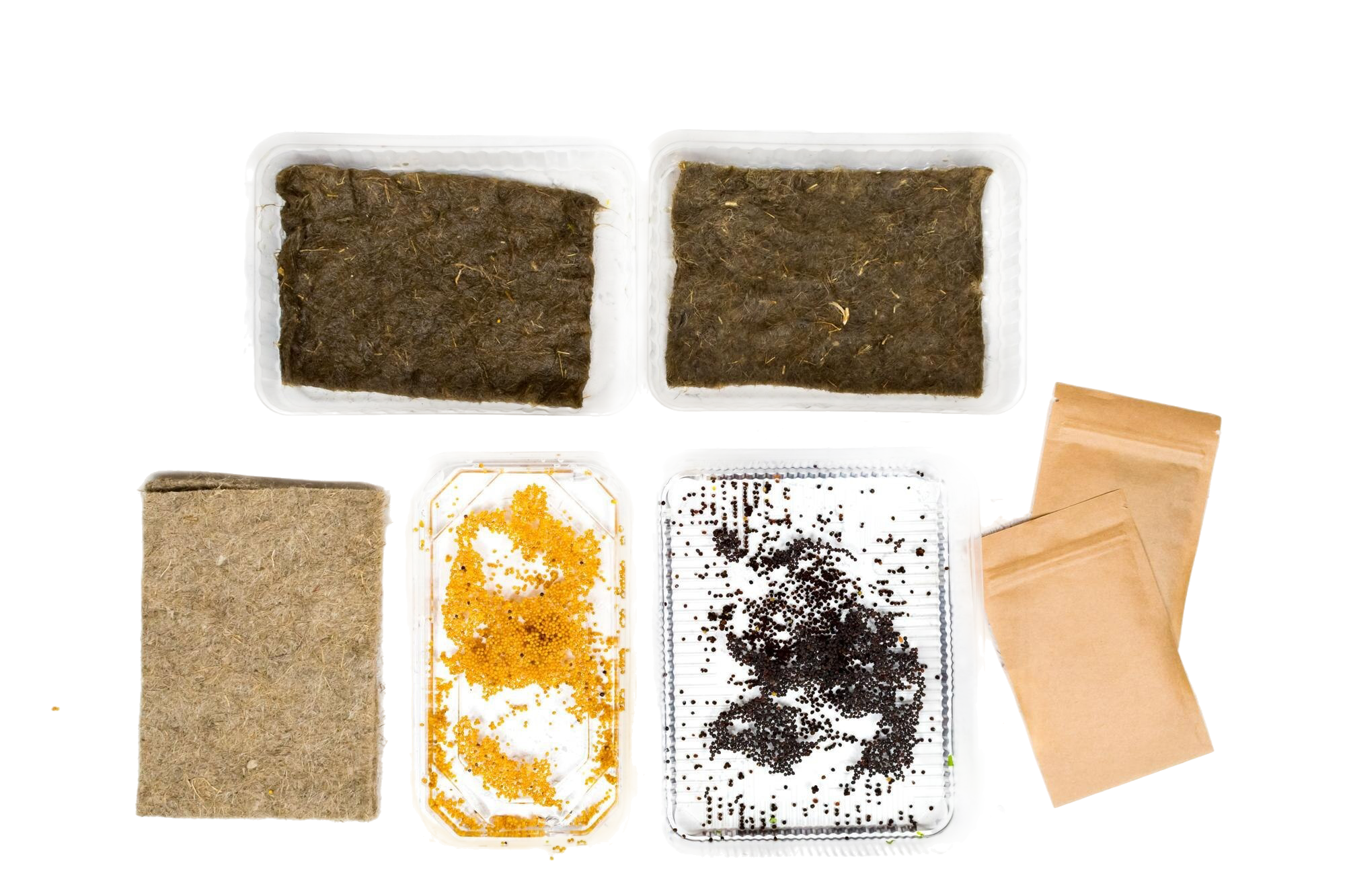 primary school planting experiment kit
