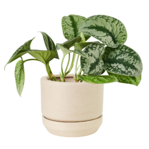 silver lady plant with pot