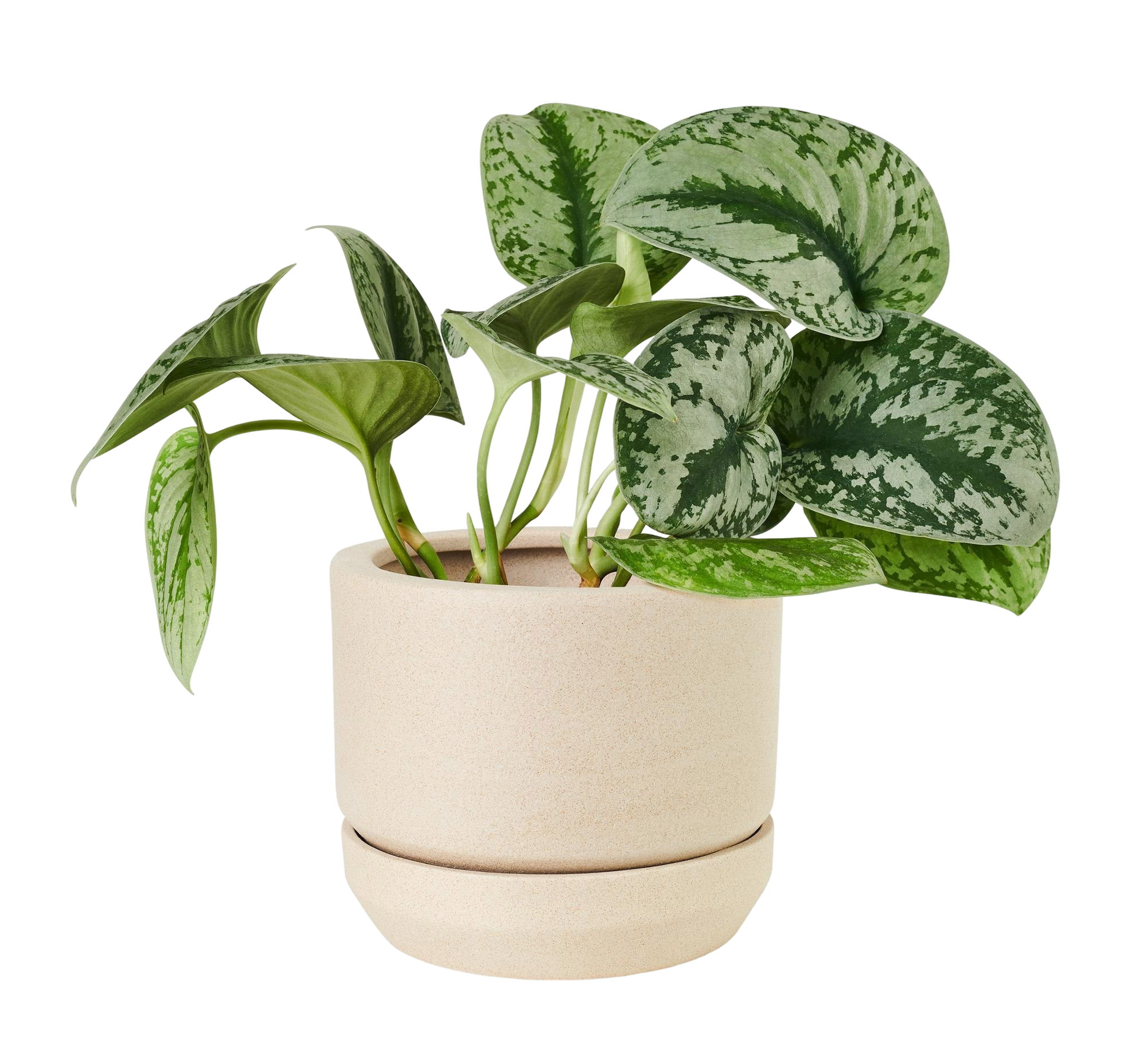 silver lady plant with pot