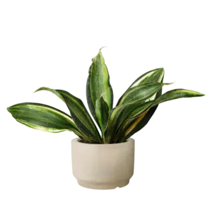 Snake Plant
