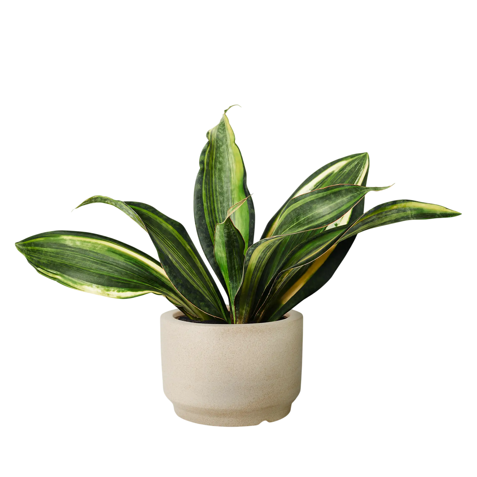 Snake Plant